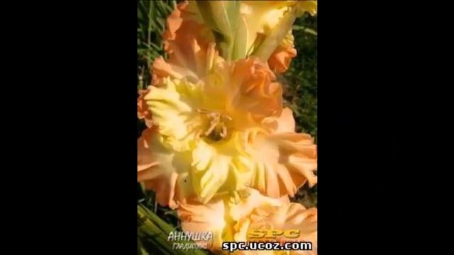#Цветы для сада и бизнеса от Ольги Шевчук TM STC #Гладиолусы5 смотреть онлайн