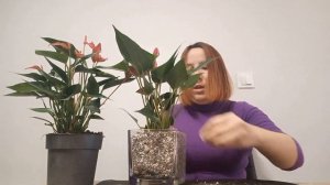 Пересадка антуриумов в минеральный грунт. ВНИМАНИЕ эксперимент.