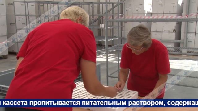 Агрокомплекс «Горный», посев семян томатов и огурцов смотреть онлайн