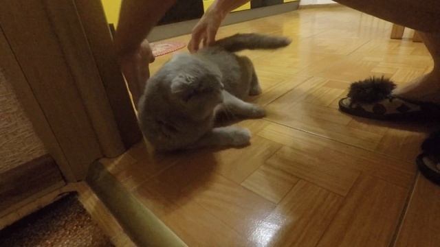 Шотландская вислоухая кошка во время течки смотреть онлайн