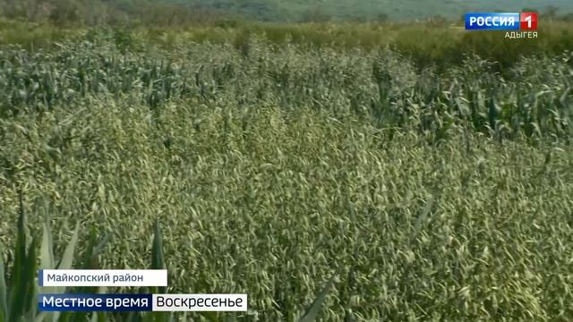 На Майкопской опытной станции ВИР ведутся сезонные работы