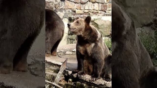 Мишка попрошайка смотреть онлайн