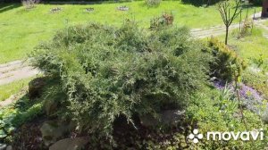 ‼️РЖАВЧИНА на можжевельнике! Обработка от ржавчины! Чем и как лечить?!