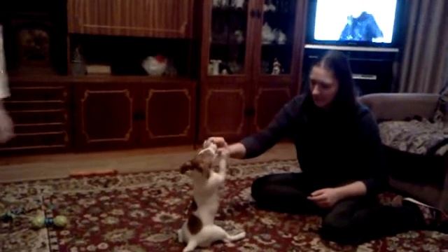 Джек Рассел 3 месяца смотреть онлайн