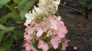 ПИТОМНИК КРАСИВЕЙШИХ ГОРТЕНЗИЙ ВЕРЫ ГЛУХОВОЙ САМАРА. ОБЗОР СОРТОВ ГОРТЕНЗИЙ.