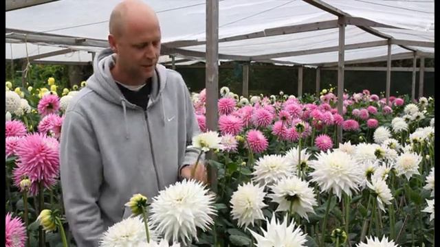 Growing dahlias for garden vase and show. Part 5. Preparing for show смотреть онлайн