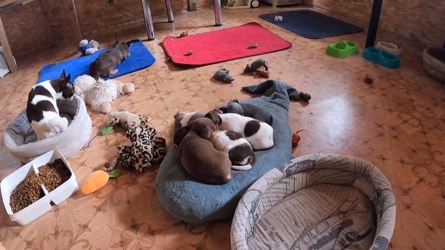 ЧИХУАХУА щенкам снятся СНЫ / Видят ли сны щенки? Какие сны видят щенки чихуа / питомник Мари Мистик смотреть онлайн