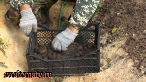 Картофель из семян. Время сбора мини клубней