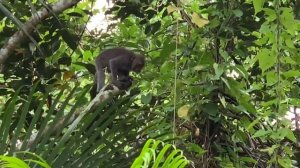 Видео обзор отеля Ayung Resort Ubud Bali. Отель в джунглях!