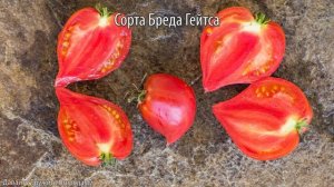 Томаты Бреда Гейтса. ЭТИ ПОМИДОРЫ САЖАЕМ ОДНОЗНАЧНО!