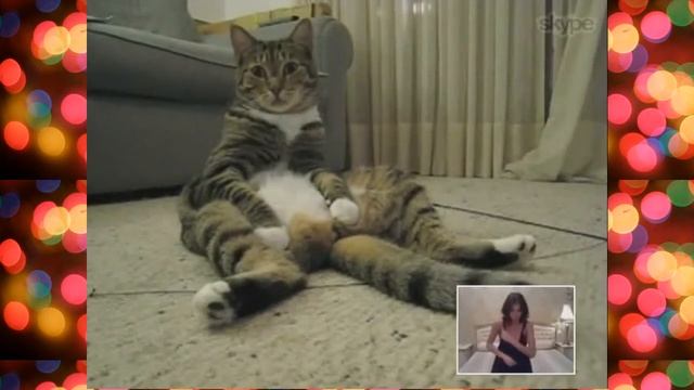 Танец для Кота. смотреть онлайн