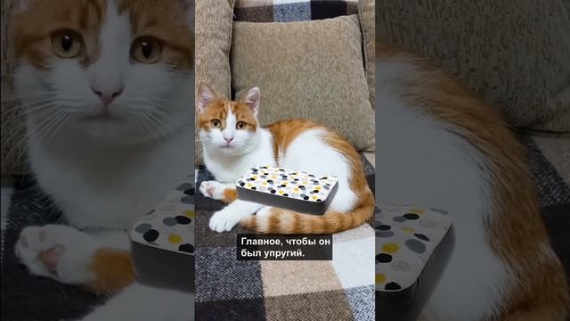 Как выбрать лежак для кота (Часть 3) #коты #кошка #shorts смотреть онлайн