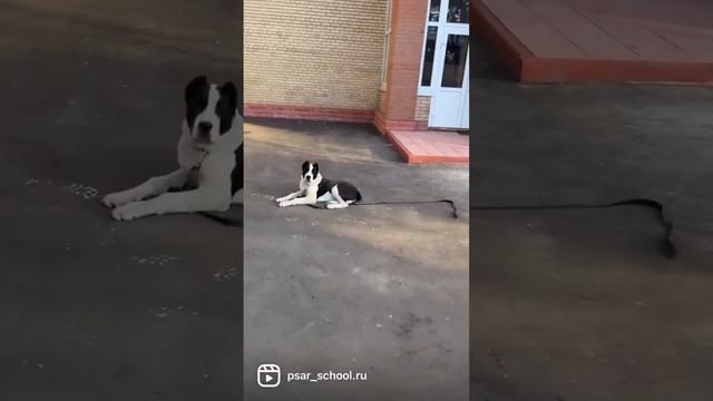 ПСАРЬ | КИНОЛОГ В САМАРЕ | ДРЕССИРОВКА СОБАК | ОБУЧЕНИЕ НА КИНОЛОГА | ТОЛЬЯТТИ | САО | АЛАБАЙ | смотреть онлайн