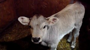 Откорм бычка с первых дней .