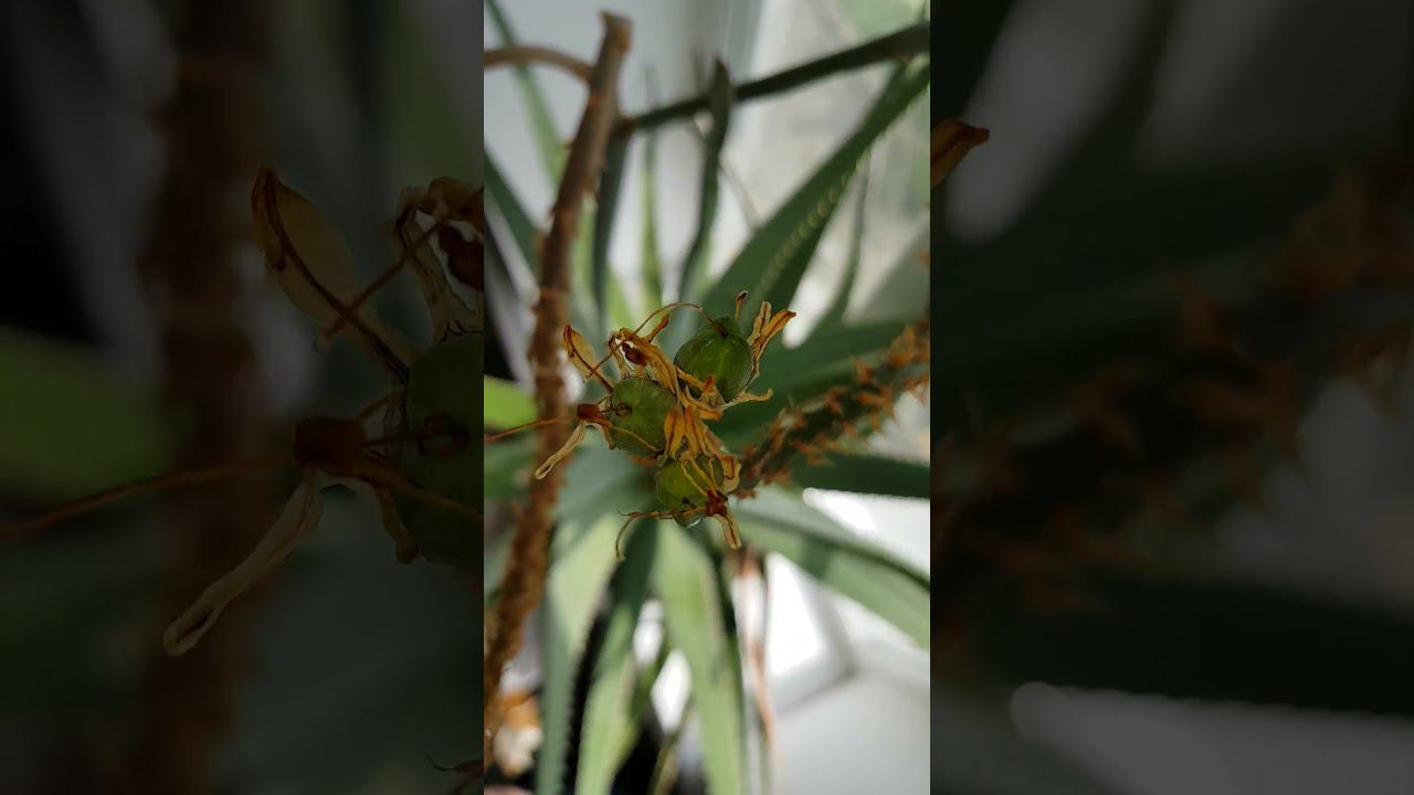 АЛОЭ ВЫРАСТИЛ ПЛОДЫ!!! - у АЛОЭ ЕСТЬ ПЛОДЫ!!! смотреть онлайн