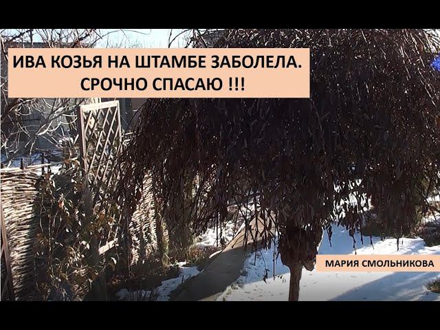 Ива козья на штамбе заболела.Срочно спасаю !!! смотреть онлайн