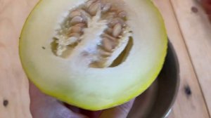 Дыня колхозница выросла в Нижегородской области. В открытом грунте.