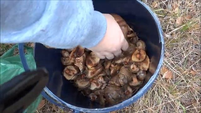 Собираем грибы Рязань в конце видео пекинес Дендик смотреть онлайн