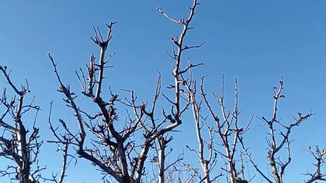 Обрезка груши (4)29 февраля 2024 г. смотреть онлайн