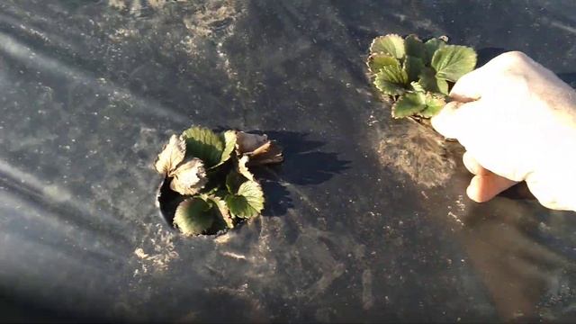 Как почистить клубнику ! Ошибки которые не стоит делать. смотреть онлайн