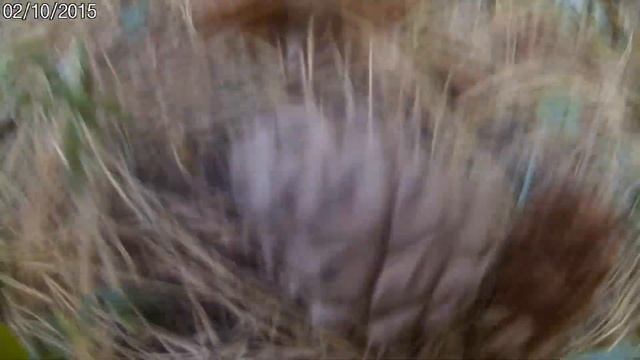КЕДРОВЫЕ ШИ ШИШКИ и КАКАХА ЛОСЯ смотреть онлайн
