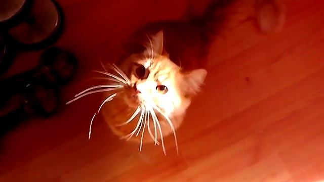 Кот - Баюн)) . Сat fights)) смотреть онлайн