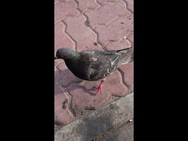 14 августа 2018 г. смотреть онлайн