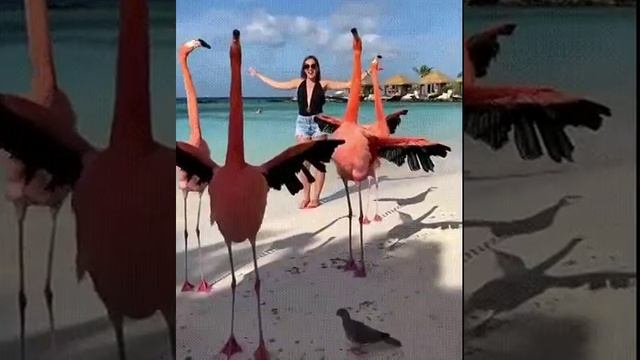 Фламинго Джеймса???? #shorts
