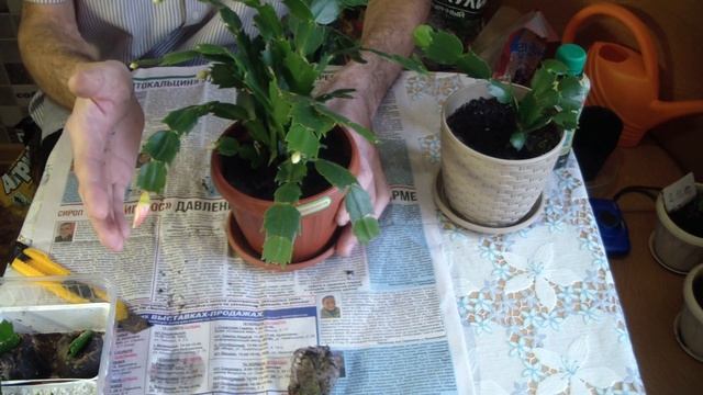 Декабрист из черенка. Отличный способ укоренения черенка. смотреть онлайн