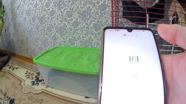 Разведение Шиншилл в Домашних Условиях. Шиншиллы Домашние. смотреть онлайн