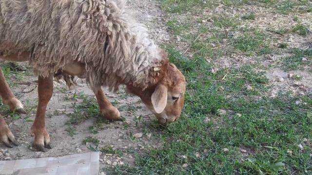 Барашек ест Траву, баран ест траву, питание баранов. Ram смотреть онлайн