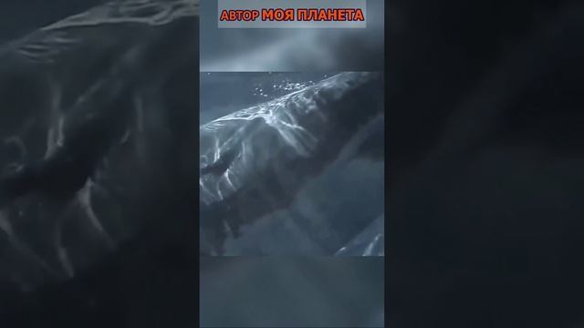 Тупорылая акула #смотреть #видео #как #выглядит #факты #про  #факт #интереныефакты #почему #зачем
