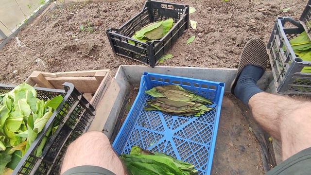 Вылежка и естественная ферментация табака в теплице Часть 1. смотреть онлайн