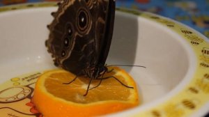 Ферма бабочек дома #2 Как кормить бабочек / Родилась еще одна