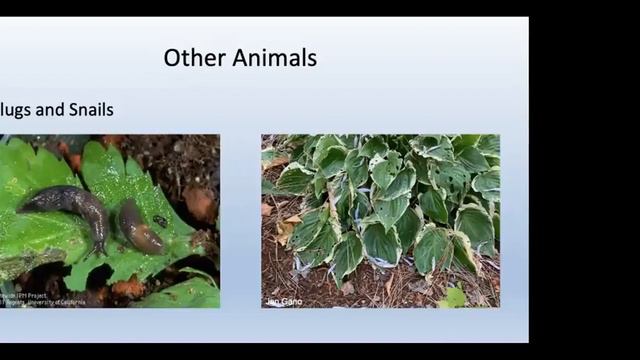 LCMGA Webinar: Got Plant Problems смотреть онлайн