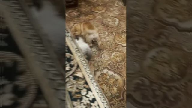 ?Котёнок и щенок ? смотреть онлайн