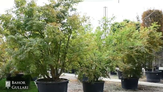 Садовый центр Bahor Gullari. Крупнейший питомник растений в Узбекистане. смотреть онлайн