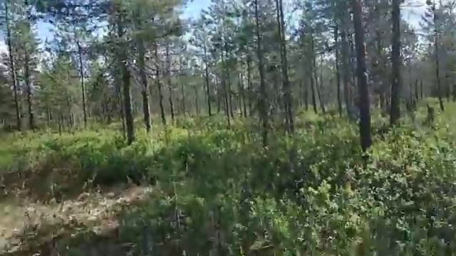 Цветёт ли,завязалась ли ягода МОРОШКА ? смотреть онлайн