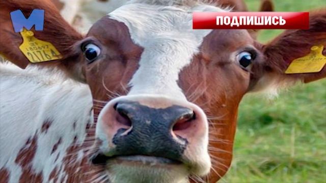 Почему мясо коровы это говядина смотреть онлайн