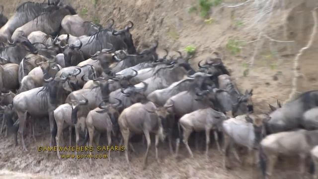 Wildebeest Struggle for Survival in Kenya смотреть онлайн