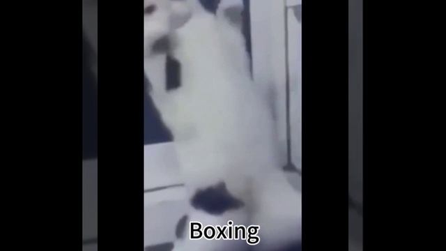 Нарезочка про котэ))) смотреть онлайн