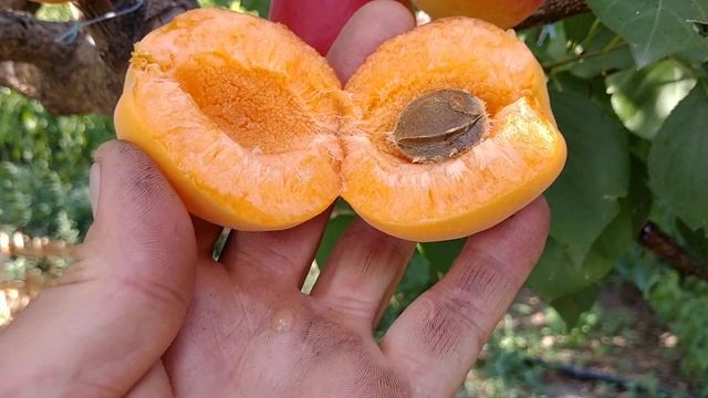 Абрикос Аристо. Apricot Aristo. Красивейший, поздний сорт. Обзор от Макси Сад смотреть онлайн