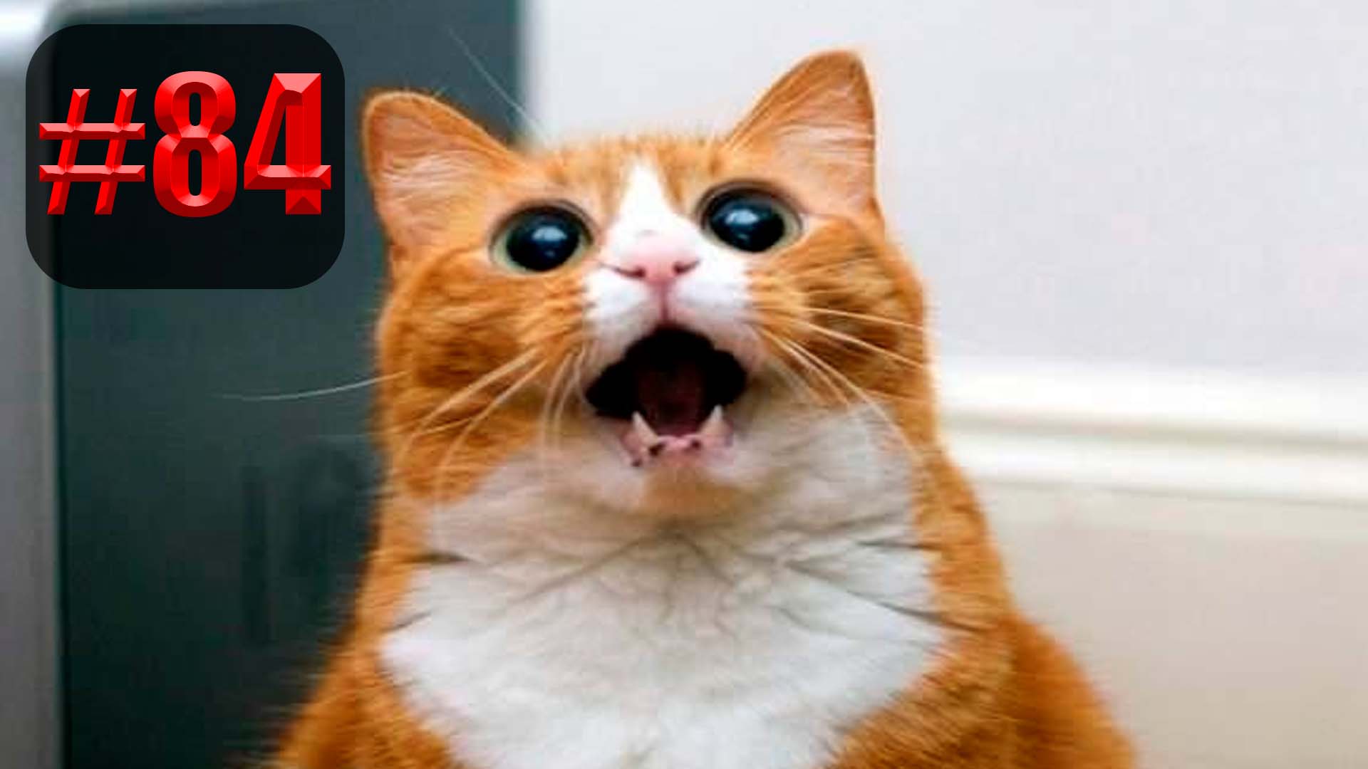 916 секунд Смеха ?? | UNUSUAL MEMES приколы лучшие до слез ?? 2022 Funny cute cats compilation смотреть онлайн
