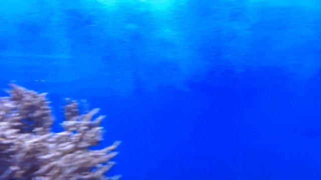 Akwarium Morskie W ścianie Argus Aquarium Design&Garden 695807066