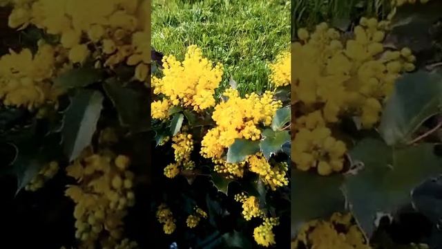 Остролист цветёт #воздвиженское смотреть онлайн