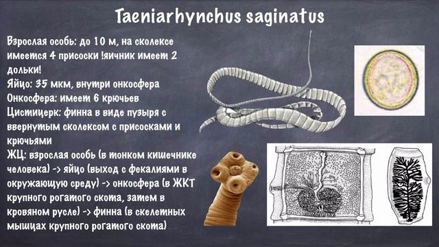 Паразитология. Ленточные черви