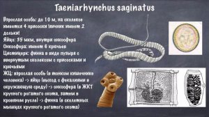 Паразитология. Ленточные черви