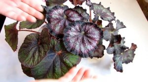 ПОЧЕМУ засыхают МОЛОДЫЕ листья у БЕГОНИИ королевской