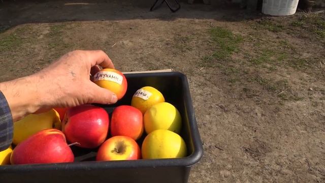 Сохранность плодов яблони на 22.03.2023 / Сорта СИРИУС, МАДЖЕСТИК, ДЖУНАМИ, ГОЛДРАШ смотреть онлайн