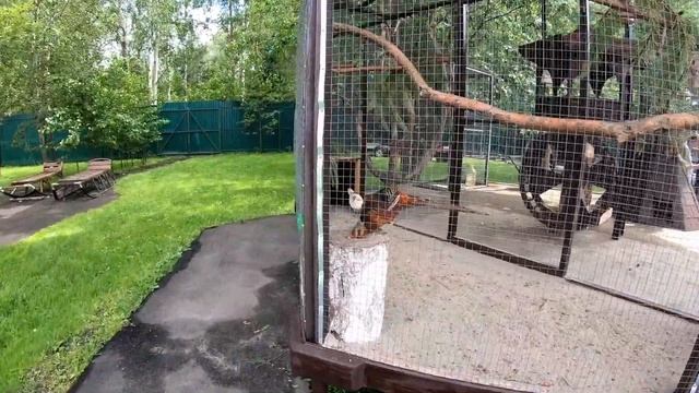СЕВЕРНЫЙ ОЛЕНЬ / Ферма северных оленей в д. Анциферово смотреть онлайн